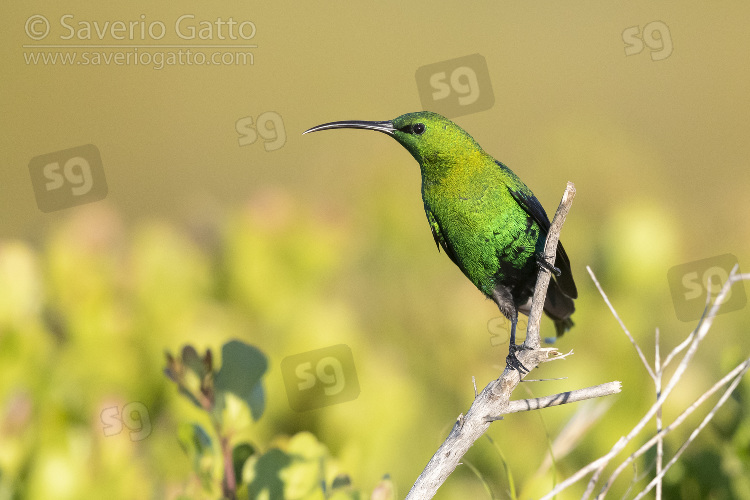 Malachite Sunbird, adult male perched on a branch