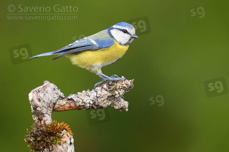 Eurasian Blue Tit, side view of an adult perched on a branch