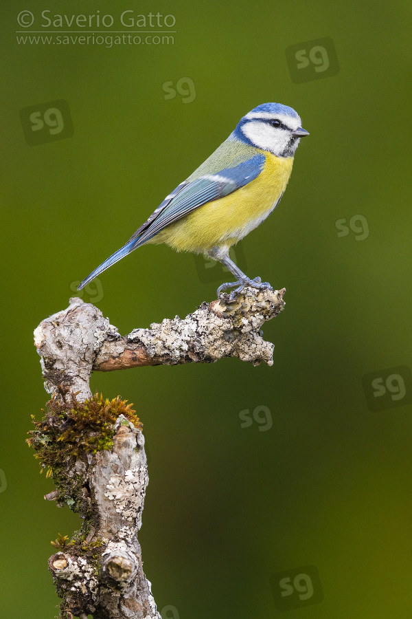 Eurasian Blue Tit, side view of an adult perched on a branch