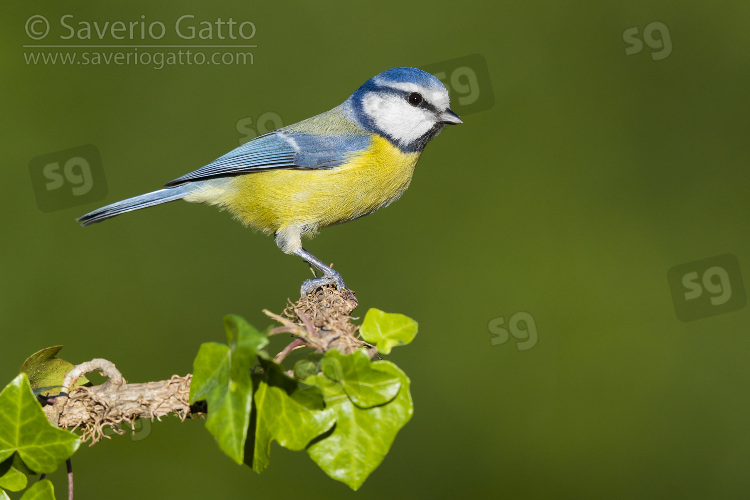 Eurasian Blue Tit, side view of an adult perched on an ivy branch