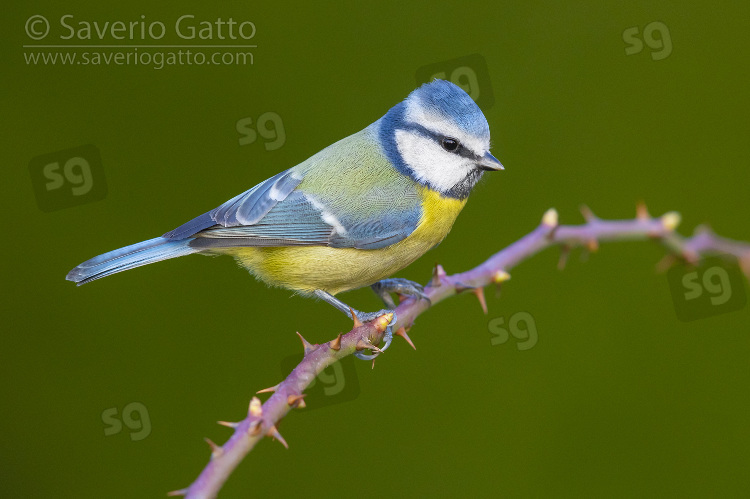 Eurasian Blue Tit, side view of an adult perched on a blackberry branch