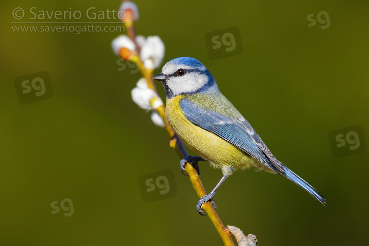 Eurasian Blue Tit