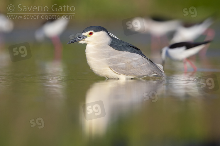 Black-crowned Night Heron, side view of an adult standing in the water together with black-winged stilts