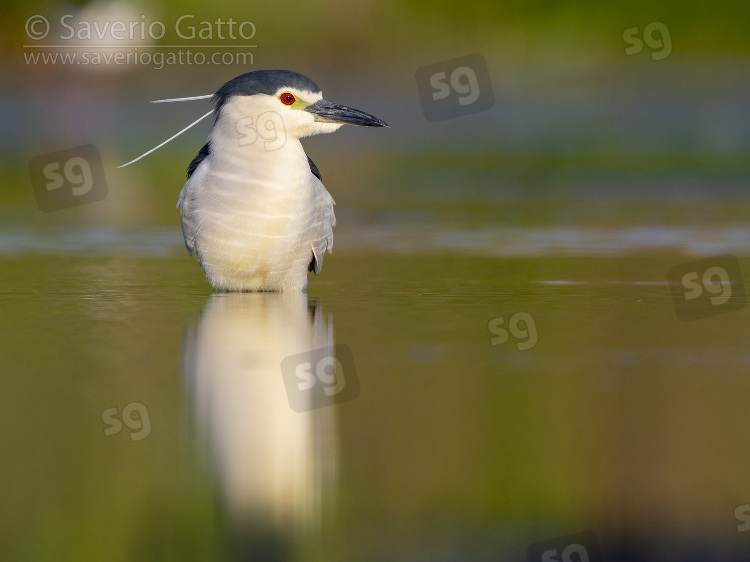 Black-crowned Night Heron, front view of an adult standing in the water