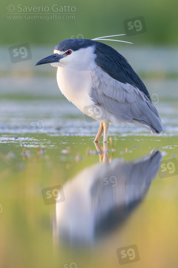 Black-crowned Night Heron, adult standing in the water