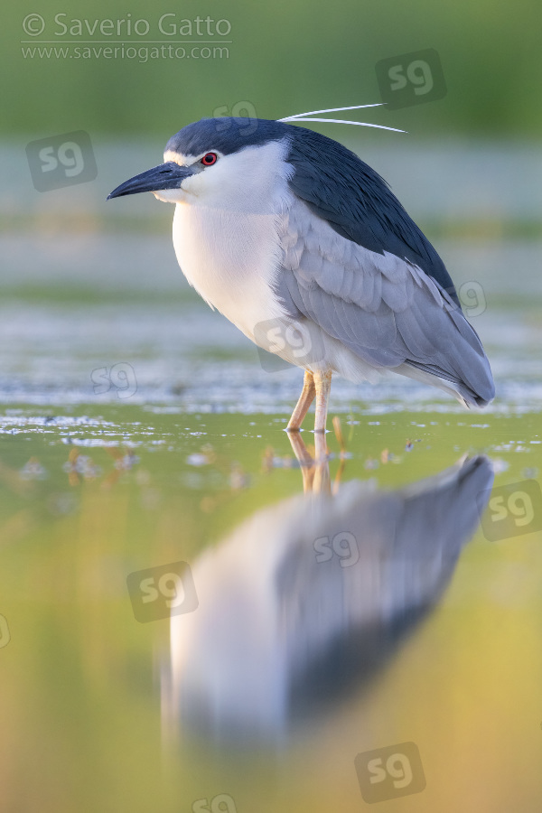 Black-crowned Night Heron