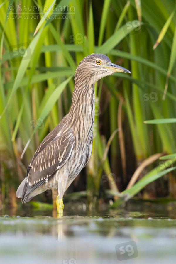 Black-crowned Night Heron