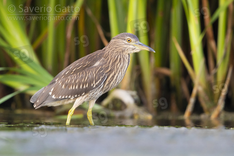 Black-crowned Night Heron