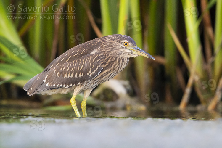 Black-crowned Night Heron, juvenile standing in the water