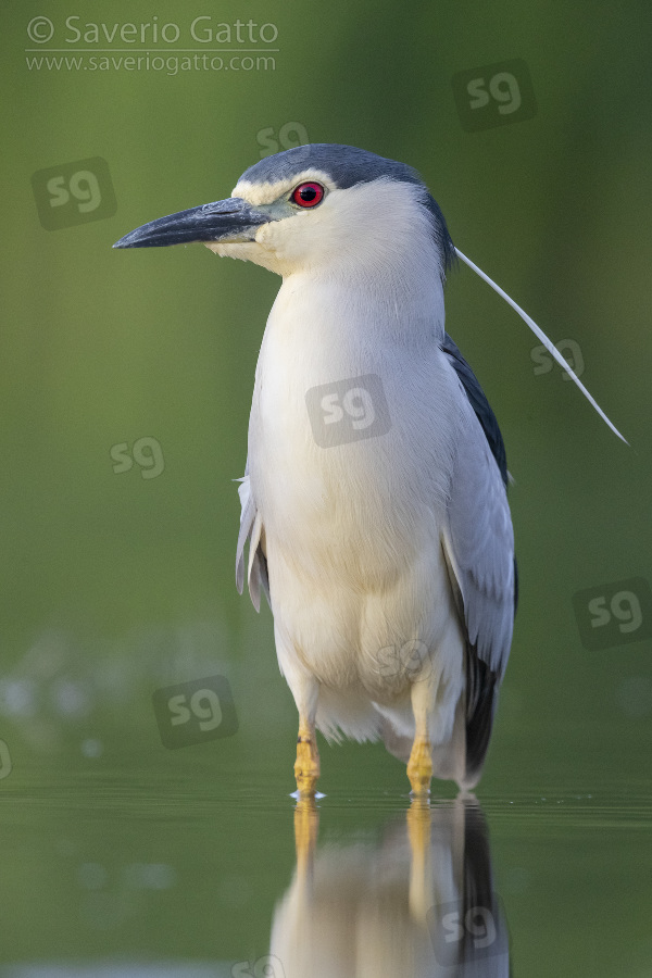 Black-crowned Night Heron, front view of an adult standing in the water