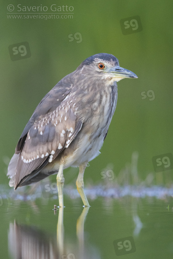 Black-crowned Night Heron, second calendar year juvenile standing in the water