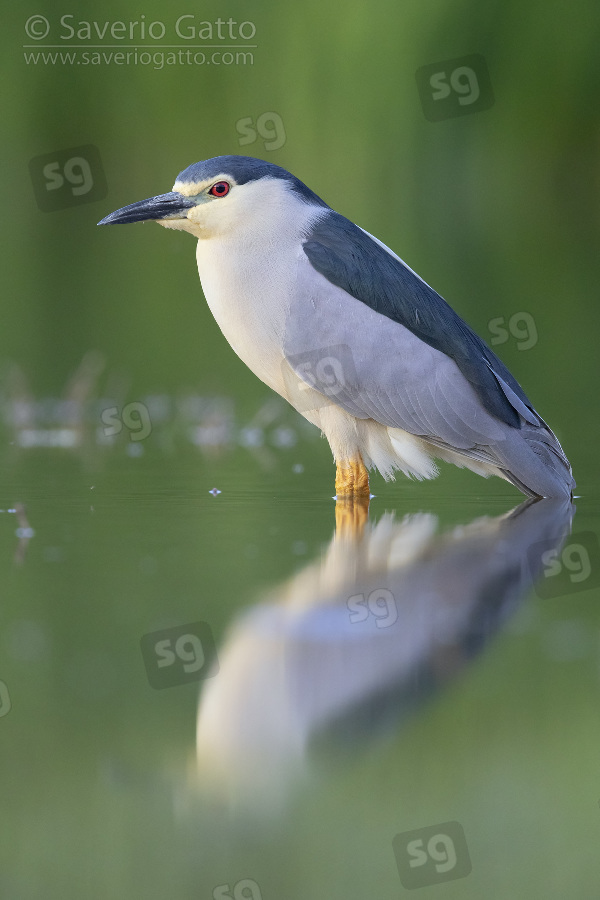 Black-crowned Night Heron, side view of an adult standing in the water