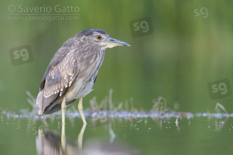 Black-crowned Night Heron, second calendar year juvenile standing in the water