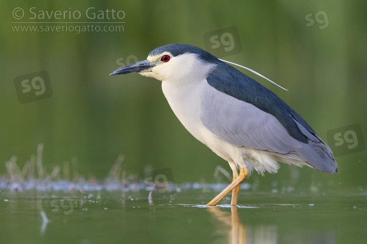 Black-crowned Night Heron, side view of an adult standing in the water