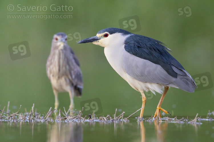 Black-crowned Night Heron, adult and a juvenile standing in the water