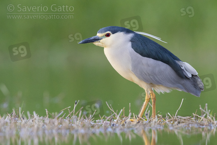 Black-crowned Night Heron, side view of an adult standing in the water