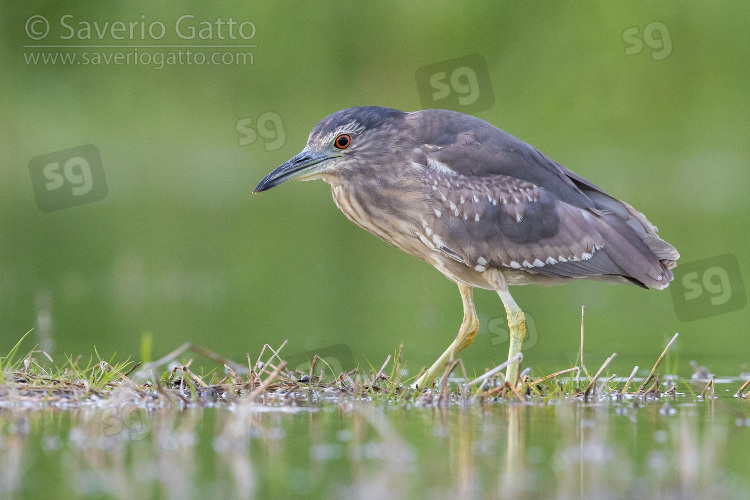 Black-crowned Night Heron, side view of a juvenile standing in the water
