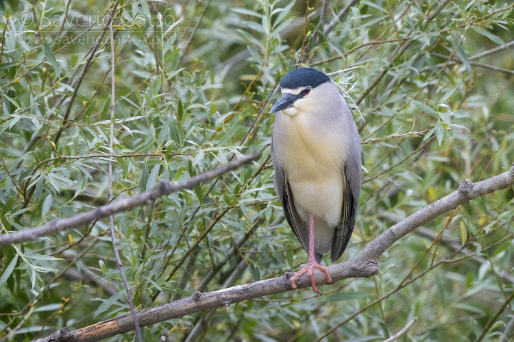 Black-crowned Night Heron, adult in full breeding plumage perched in a tree