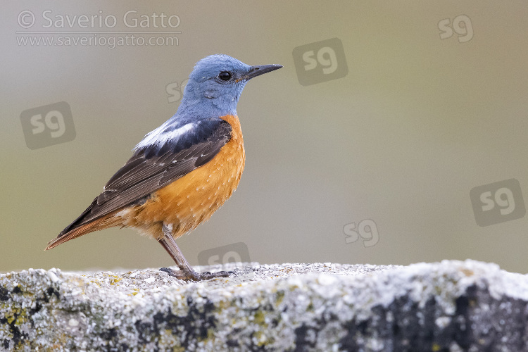 Common Rock Thrush, side view of an adult male