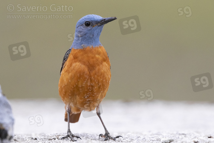 Common Rock Thrush, front view of an adult male