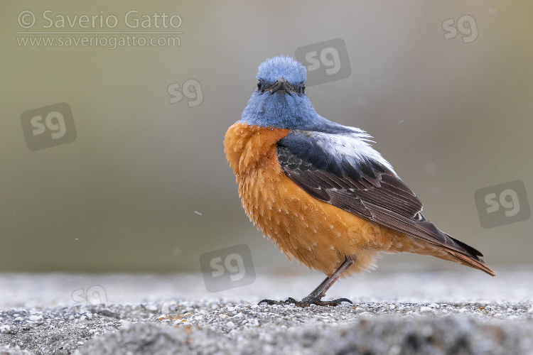 Common Rock Thrush, side view of an adult male