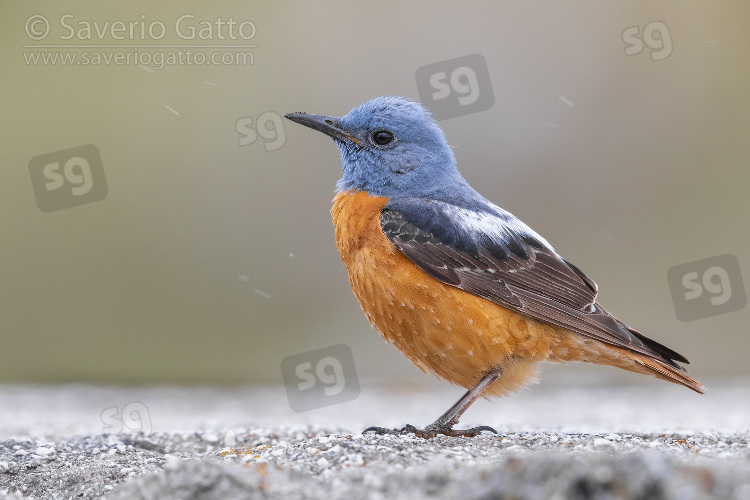 Common Rock Thrush, side view of an adult male