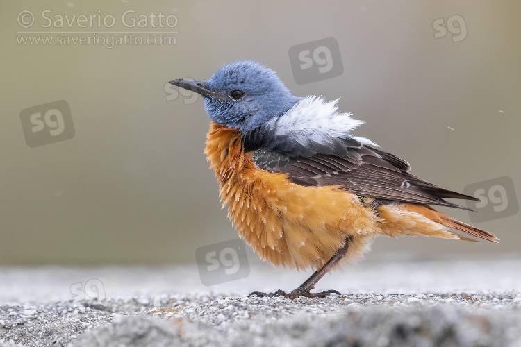 Common Rock Thrush, side view of an adult male