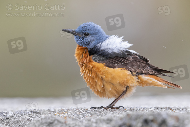 Common Rock Thrush