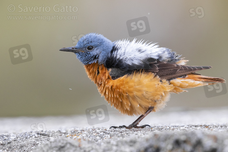 Common Rock Thrush, adult male shaking itself