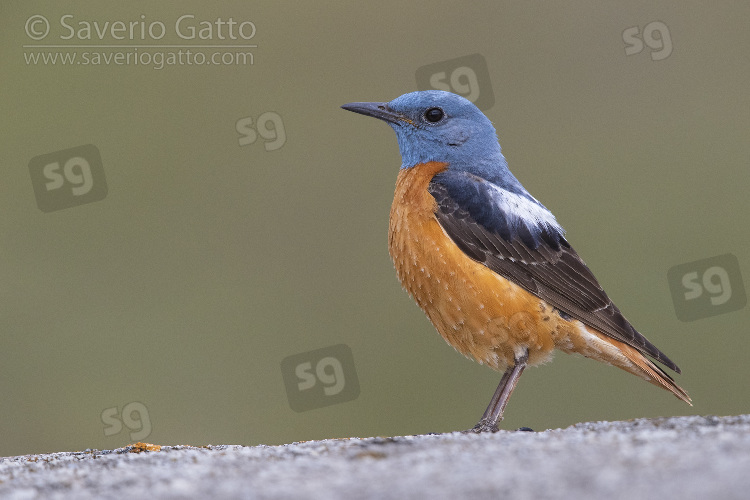 Common Rock Thrush, side view of an adult male