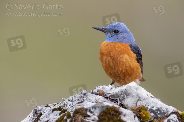 Common Rock Thrush, front view of an adult male perched on a rock