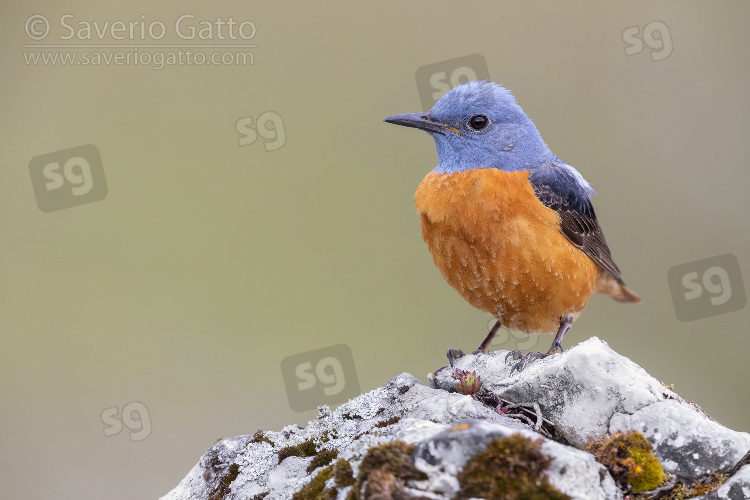 Common Rock Thrush, front view of an adult male perched on a rock