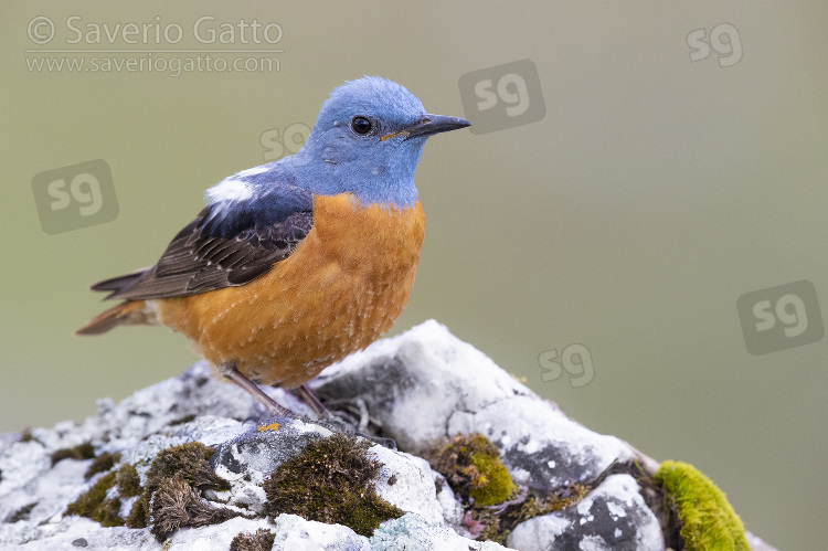 Common Rock Thrush, front view of an adult male perched on a rock