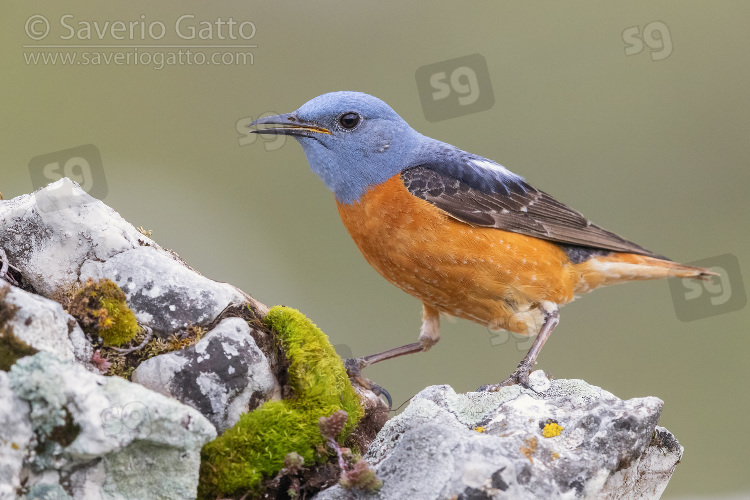 Common Rock Thrush, side view of an adult male standing on a rock