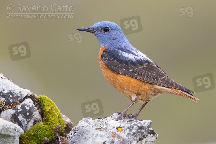 Common Rock Thrush, side view of an adult male standing on a rock