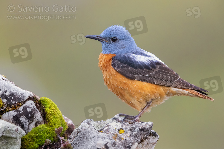 Common Rock Thrush, side view of an adult male standing on a rock