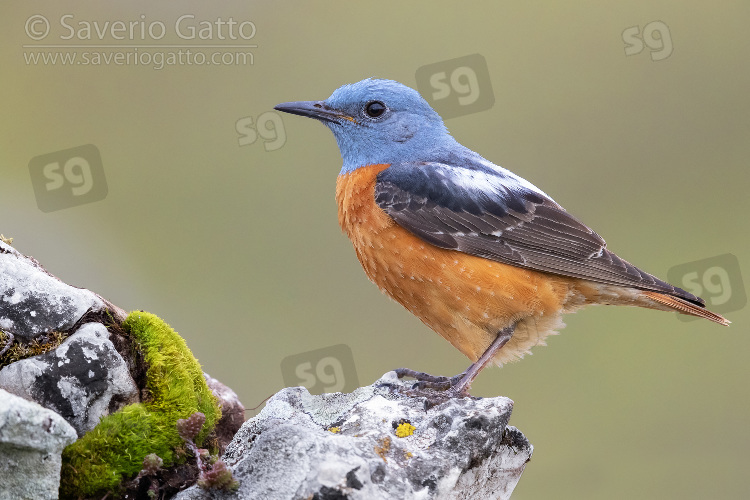 Common Rock Thrush, side view of an adult male standing on a rock