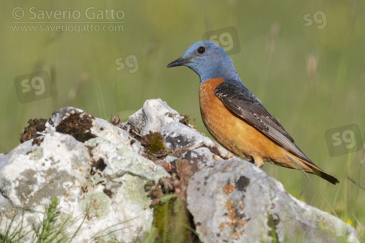 Common Rock Thrush, side view of an adult male standing on a rock