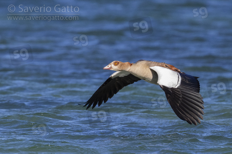 Egyptian Goose, adult in flight