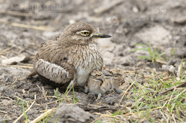 Water Thick-knee, adult female with its chicks