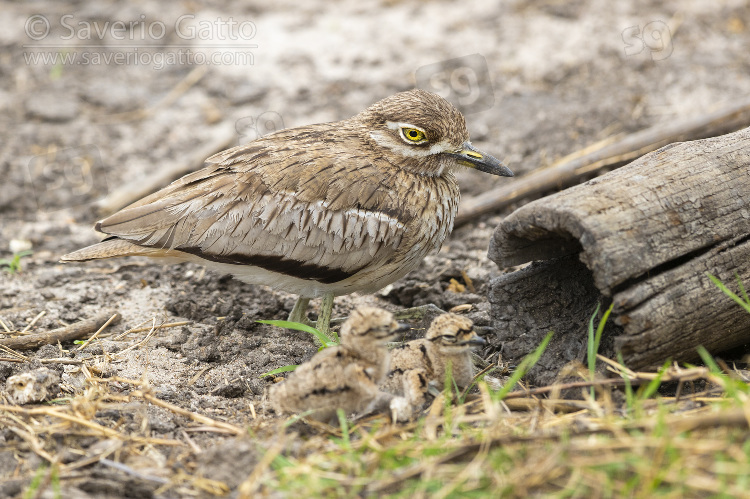 Water Thick-knee, adult female with its chicks