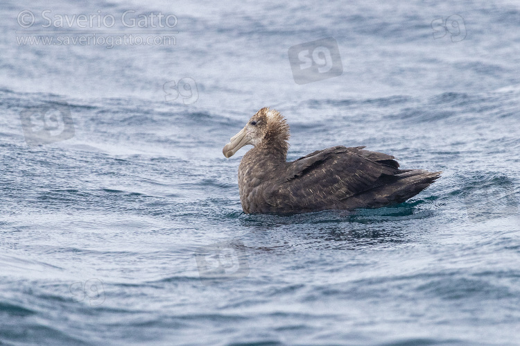 Northern Giant Petrel