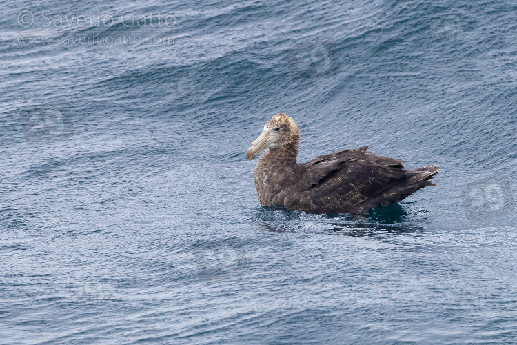 Northern Giant Petrel