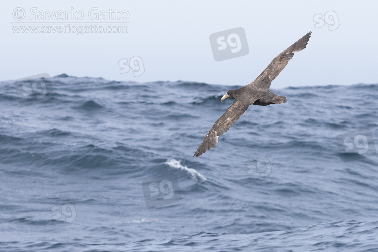 Northern Giant Petrel, individual in flight over the sea