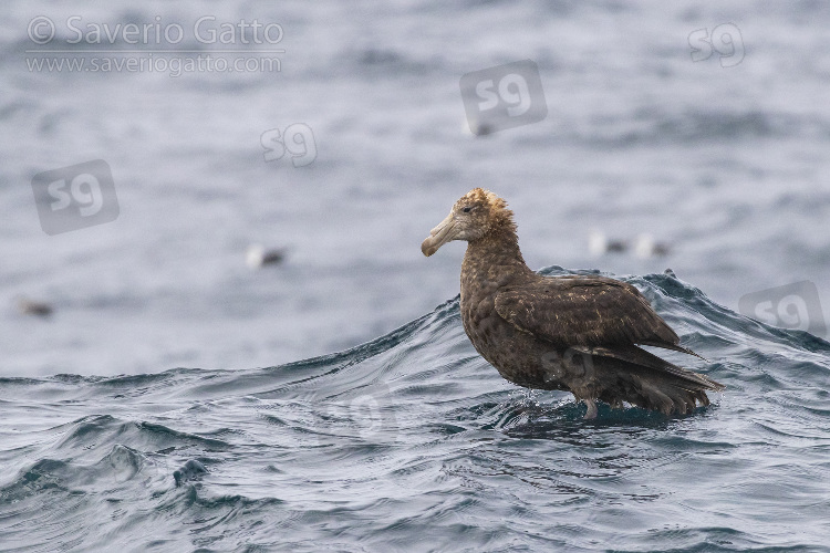 Northern Giant Petrel