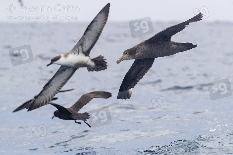 Northern Giant Petrel, individual in flight together with other seabirds