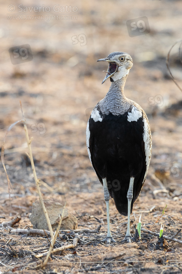 Red-crested Korhaan, adult male singing