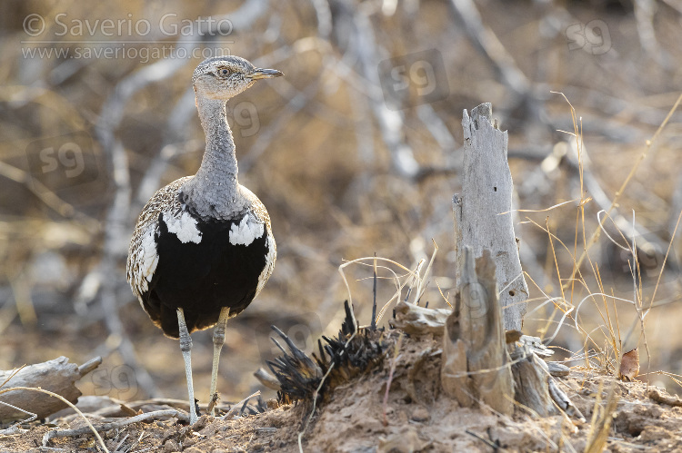 Red-crested Korhaan