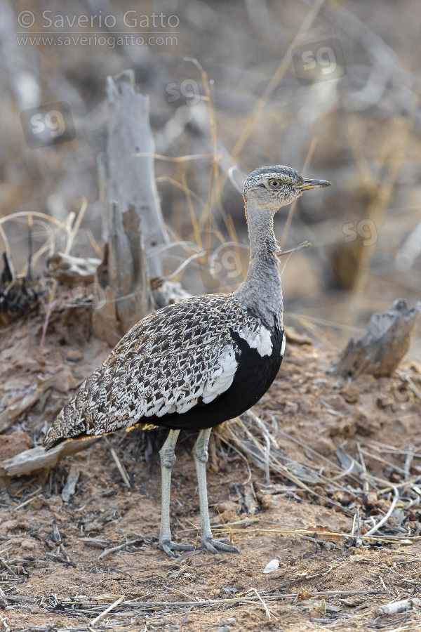 Red-crested Korhaan