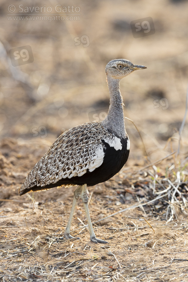 Red-crested Korhaan